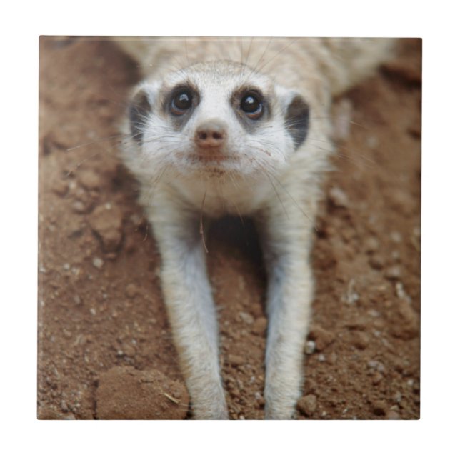 Azulejo De Cerámica Refrigeración por Meerkat (Suricata Suricatta) (Frente)