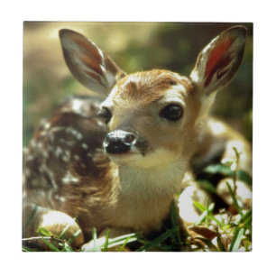 Azulejo De Cerámica Regalos de Baby Deer
