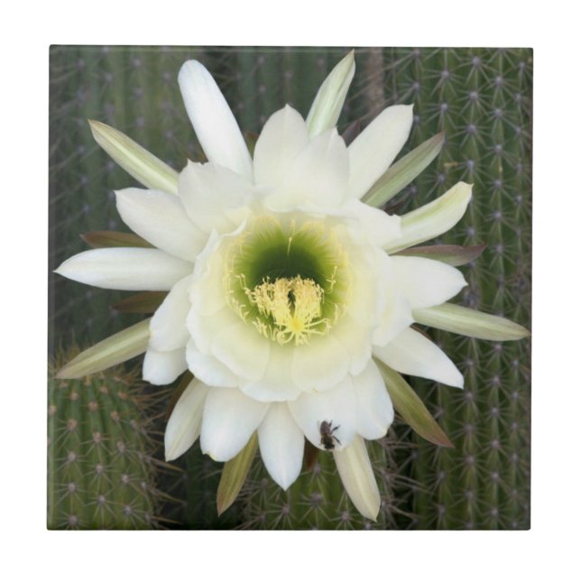 Azulejo De Cerámica Reina De La Flor De Cactus Nocturna, Región De Kar (Frente)