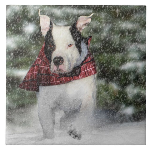 Azulejo De Cerámica Rescate de bulldoges cayendo por la nieve (Frente)