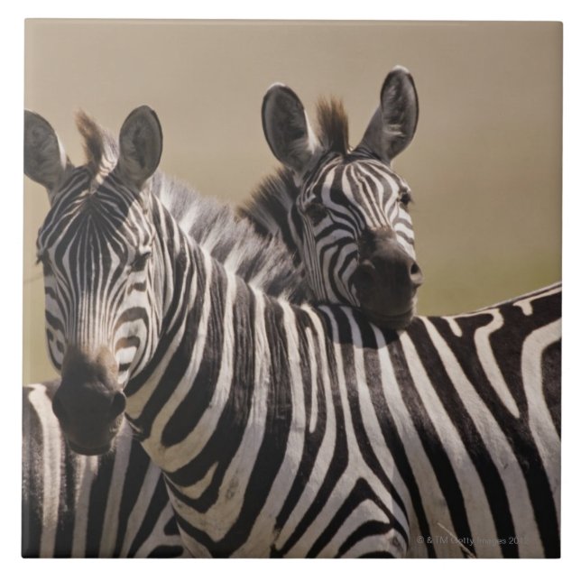 Azulejo De Cerámica Reserva nacional de Mara del Masai, Kenia, julio (Frente)