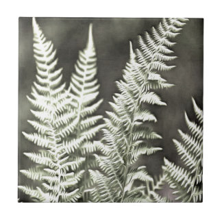 Azulejo De Cerámica Resumen artístico de fern