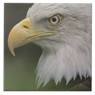 Azulejo De Cerámica Retrato de águila calva adulta, Haliaeetus