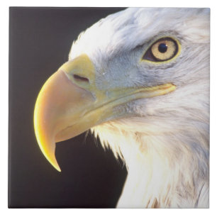 Azulejo De Cerámica Retrato de águila calva, Haliaeetus leucocephalus,