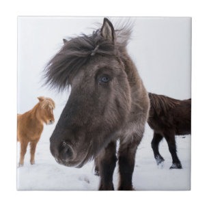 Azulejo De Cerámica Retrato de caballo islandés, Islandia