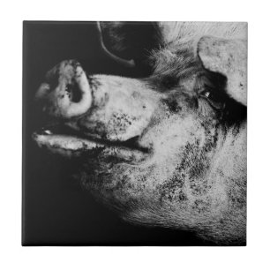 Azulejo De Cerámica retrato de cerdo