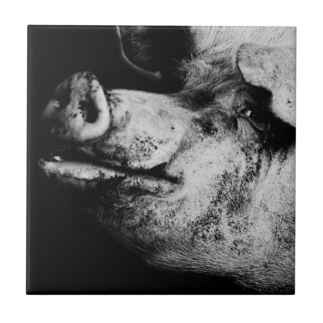 Azulejo De Cerámica retrato de cerdo (Frente)