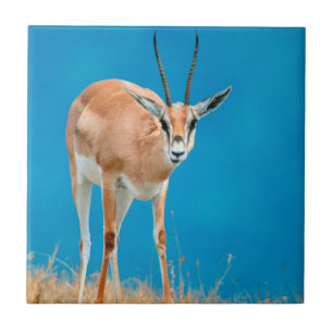 Azulejo De Cerámica Retrato de hembra de gacela de Grant (Gazella Gran