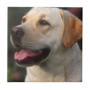 Azulejo De Cerámica retrato de Labrador Retriever, Hilton