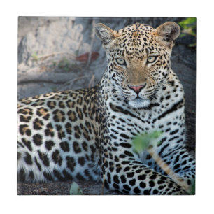 Azulejo De Cerámica retrato de leopardo sentado en primer plano