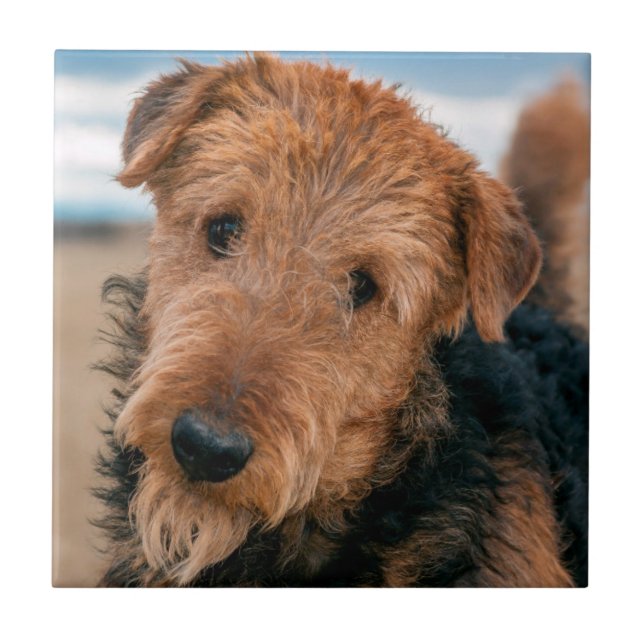 Azulejo De Cerámica Retrato de un Airedale Terrier (Frente)