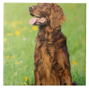 Azulejo De Cerámica Retrato del perro 2