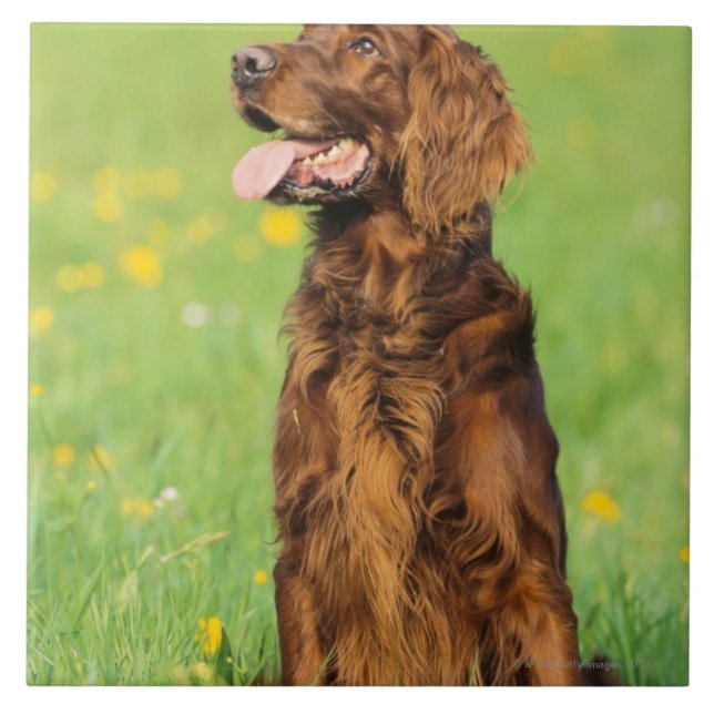 Azulejo De Cerámica Retrato del perro 2 (Frente)