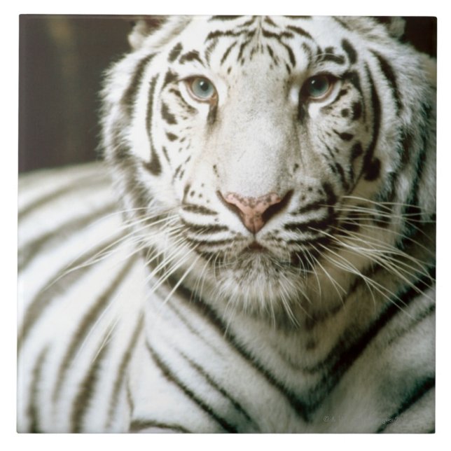 Azulejo De Cerámica Retrato del tigre (Frente)