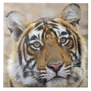 Azulejo De Cerámica Retrato del tigre real de Bengala, Ranthambhor