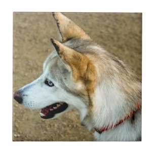Azulejo De Cerámica Retrato fornido