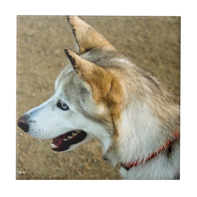 Azulejo De Cerámica Retrato Husky (Frente)