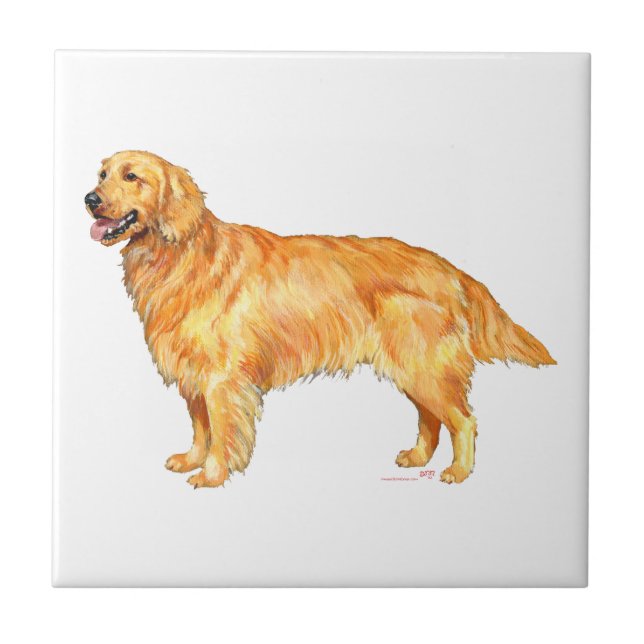 Azulejo De Cerámica Retriever Dorado (Frente)