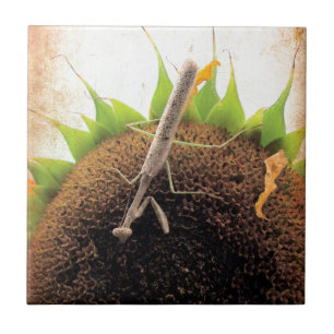 Azulejo De Cerámica Rezando Por El Sol