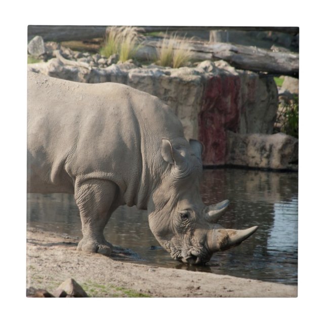 Azulejo De Cerámica Rhinoceros (Frente)