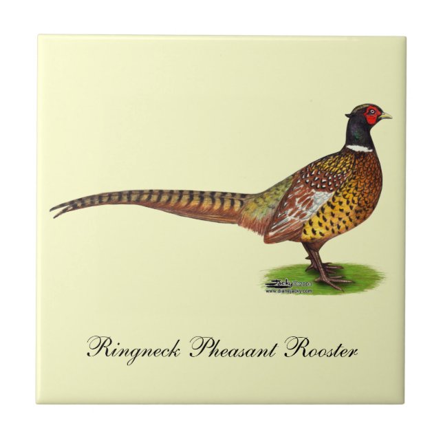 Azulejo De Cerámica Ringneck Pheasant Rooster (Frente)