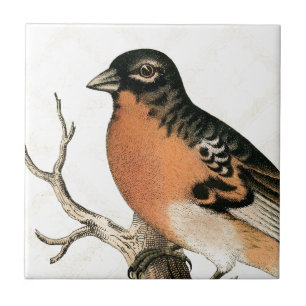Azulejo De Cerámica Robin vintage
