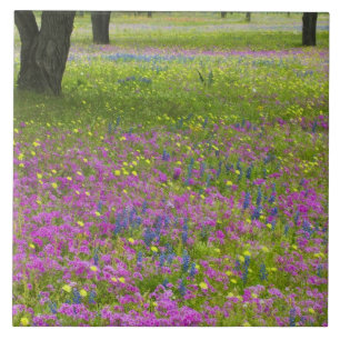 Azulejo De Cerámica Robles con campo de Phlox, Blue Bonnets