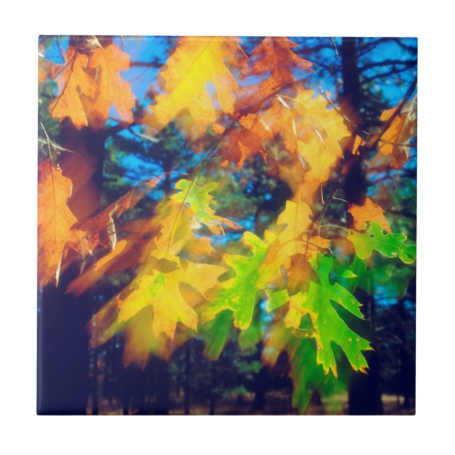 Azulejo De Cerámica Robles negros soplan en el viento (Frente)