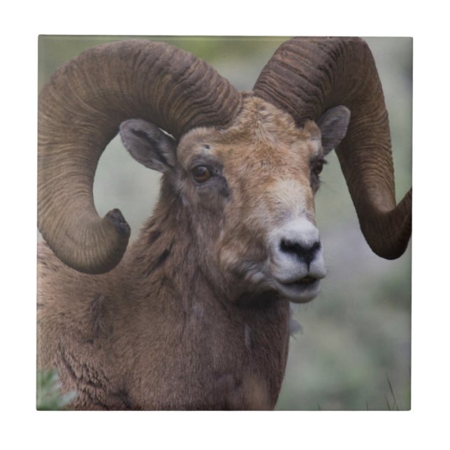Azulejo De Cerámica Rocky Mountain Bighorn Ram (Frente)