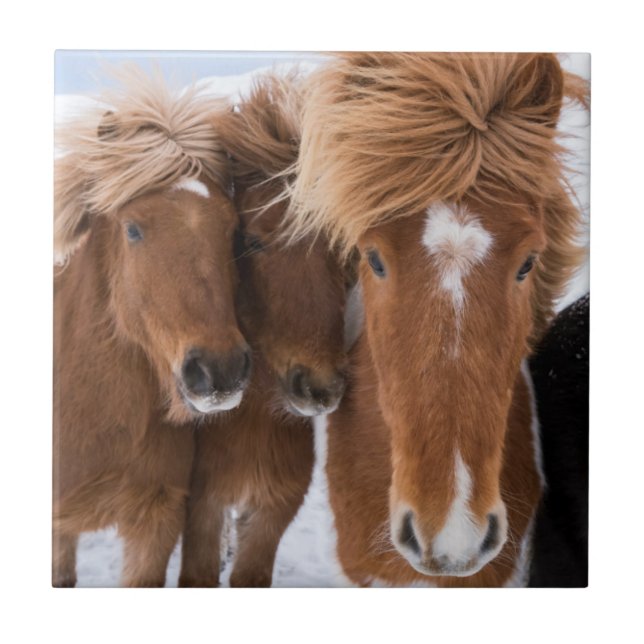 Azulejo De Cerámica Rompecabezas islandesa de caballos, Islandia (Frente)