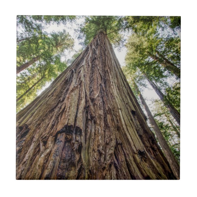 Azulejo De Cerámica Roosevelt Grove (Frente)