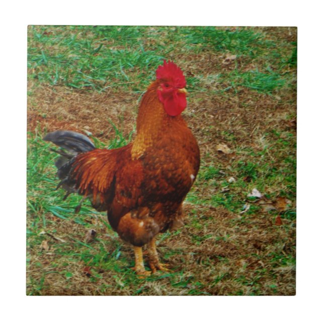 Azulejo De Cerámica Rooster (Frente)