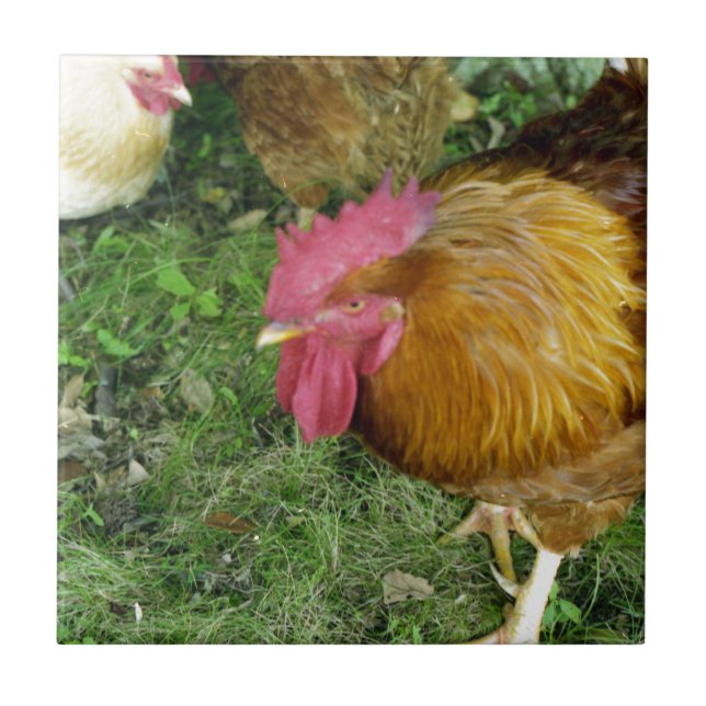 Azulejo De Cerámica Rooster en Prowl (Frente)