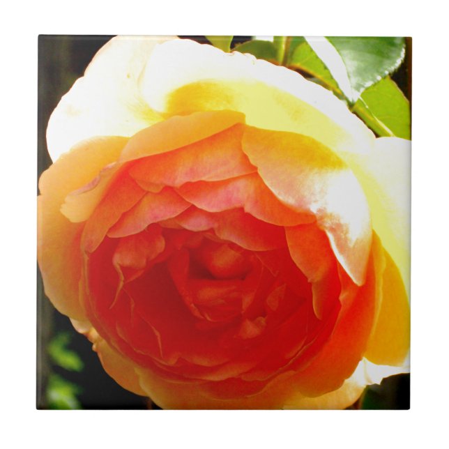 Azulejo De Cerámica Rosa amarilla (Frente)