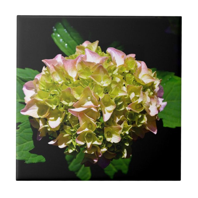 Azulejo De Cerámica Rosa amarillo verde Hydrangea flor amarilla rosa (Frente)