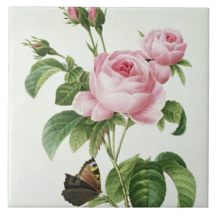 Azulejo De Cerámica Rosa Centifolia