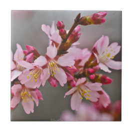 Azulejo De Cerámica Rosa Contra Los Flores De Cerezo Japoneses Con Cie