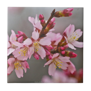Azulejo De Cerámica Rosa Contra Un Cielo Gris Flor De Cerezo Japonesa