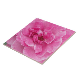 Azulejo De Cerámica Rosa de jardín rosa grande