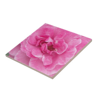 Azulejo De Cerámica Rosa de jardín rosado