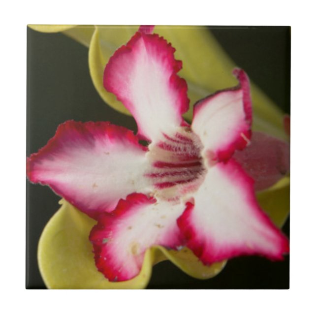 Azulejo De Cerámica Rosa del Desierto (Adenium Obesum), Sudáfrica (Frente)