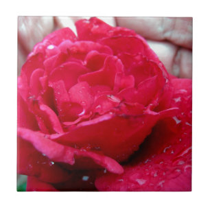 Azulejo De Cerámica Rosa rojo