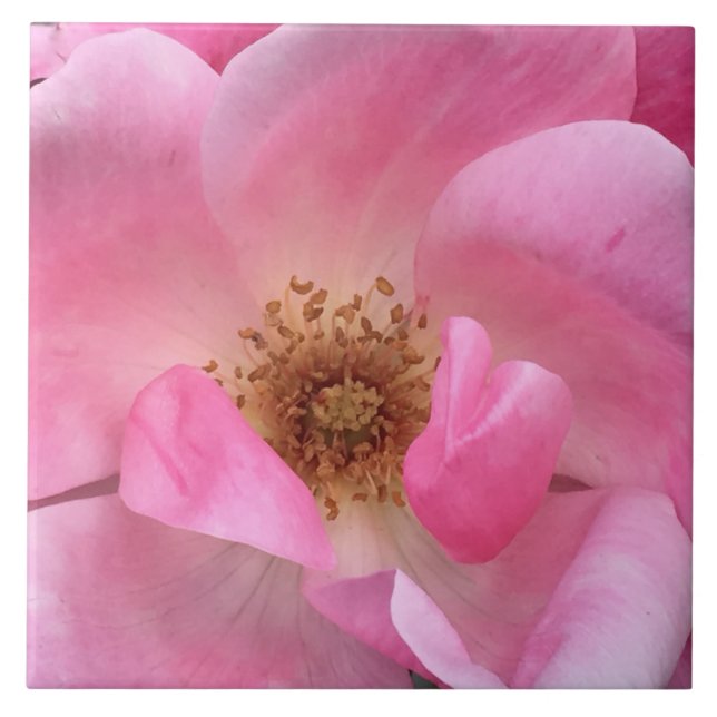 Azulejo De Cerámica Rosa rosa (Frente)