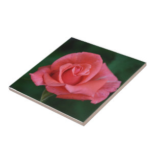 Azulejo De Cerámica Rosa rosa