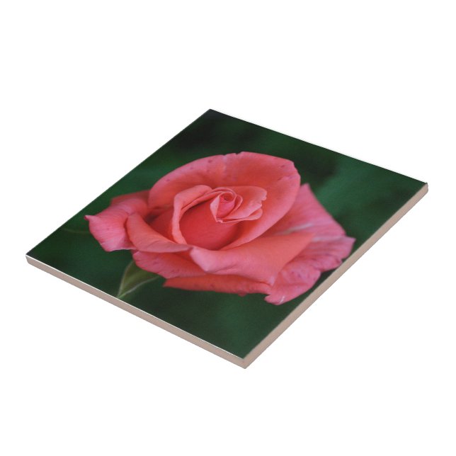 Azulejo De Cerámica Rosa Rosa (Lado)