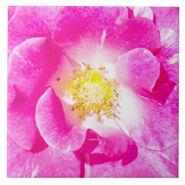 Azulejo De Cerámica Rosa rosa (Frente)