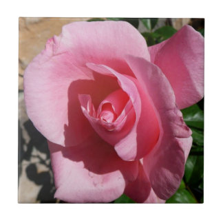 Azulejo De Cerámica Rosa rosa III Jardín Floral