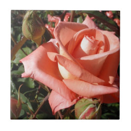 Azulejo De Cerámica Rosa Rosa Melocotón