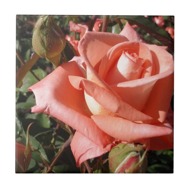 Azulejo De Cerámica Rosa Rosa Melocotón (Frente)