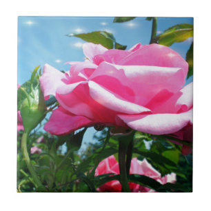 Azulejo De Cerámica Rosa rosa preciosa en cielo azul. Fotografía flora
